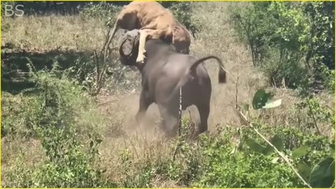 10 Horrific Moments When Deadly Horns Crush Predators
