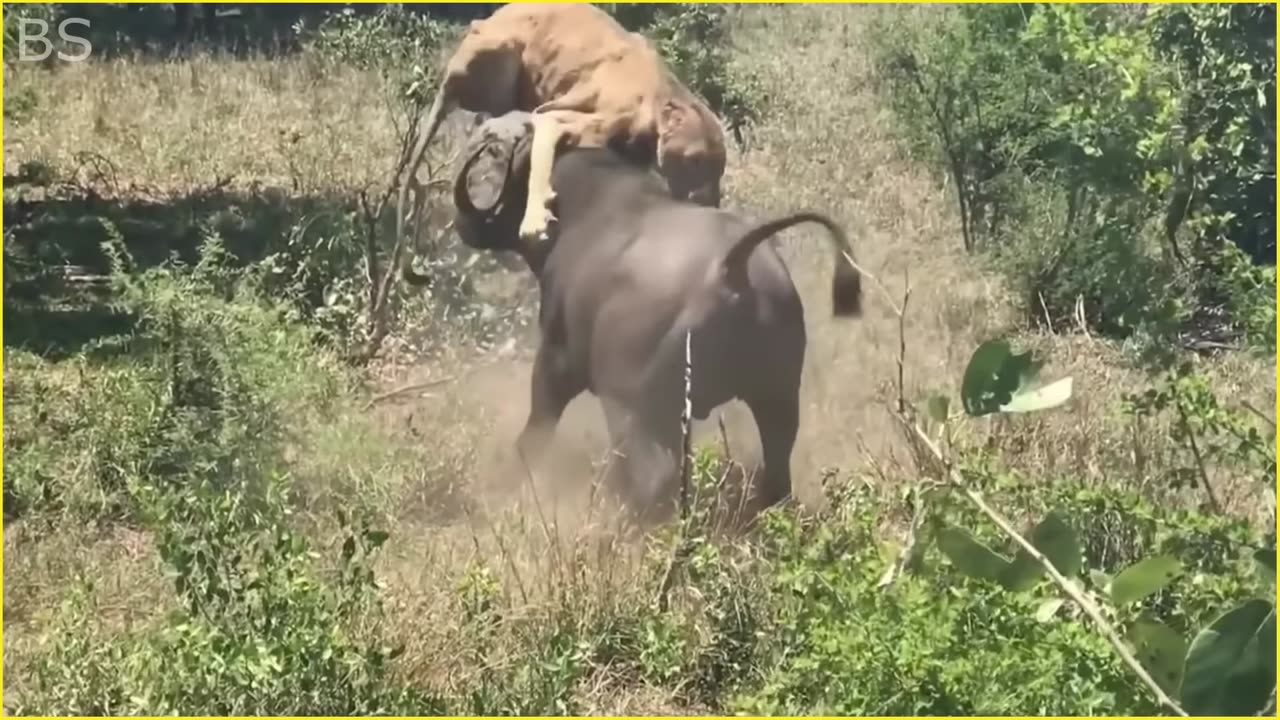 10 Horrific Moments When Deadly Horns Crush Predators