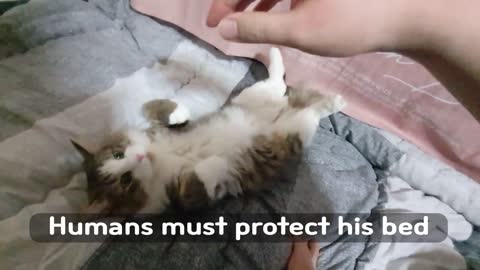 Cats take away human's beds