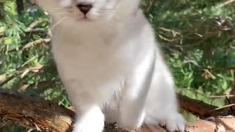 Cute cat meowing cute cat