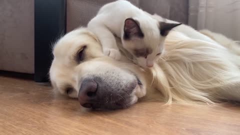 Golden Retriever and Kitten - True Love!