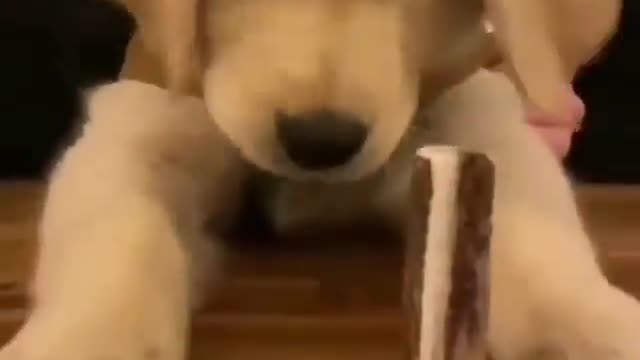 Dog trying to eat