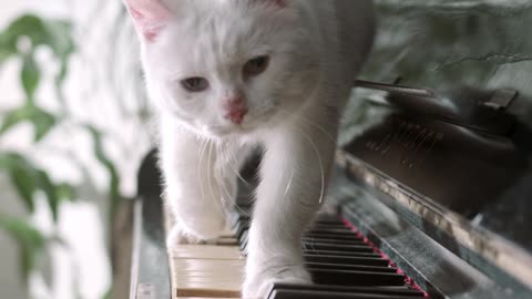 A Cat Walking Over The Piano Keyboard