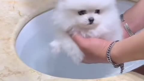 CUTE DOG HAVING CUT 🥰🥰🥰