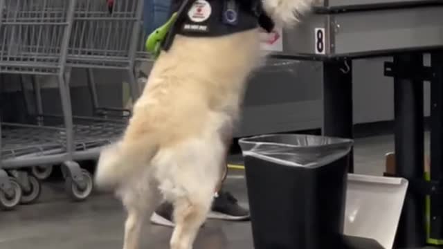 This goodest boi takes his job very seriously