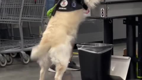 This goodest boi takes his job very seriously