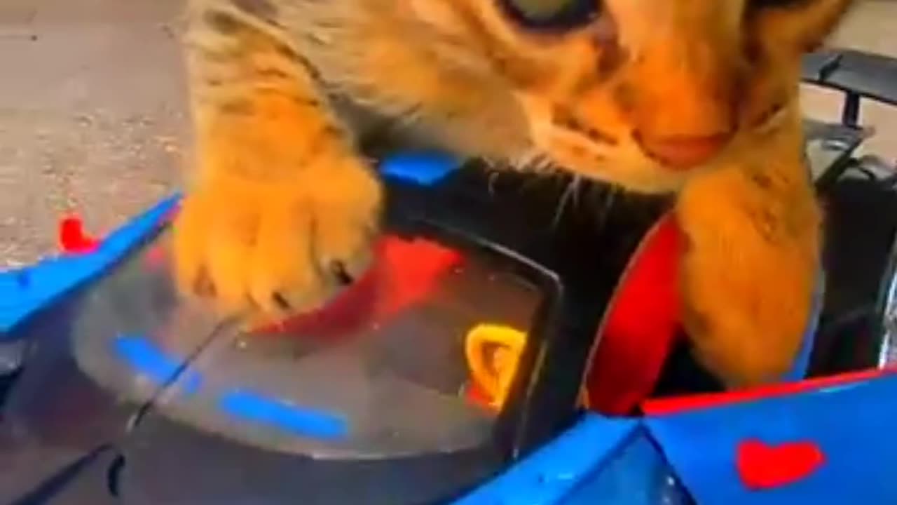 Funny cute cat video. #rumble