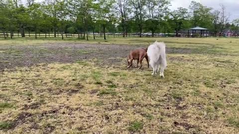 Pitbull Attacks German Shepherd (Battle of the Guardians)