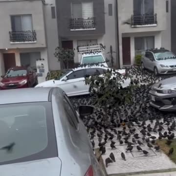 Mexico 🇲🇽 where thousands of birds are gathering in the streets