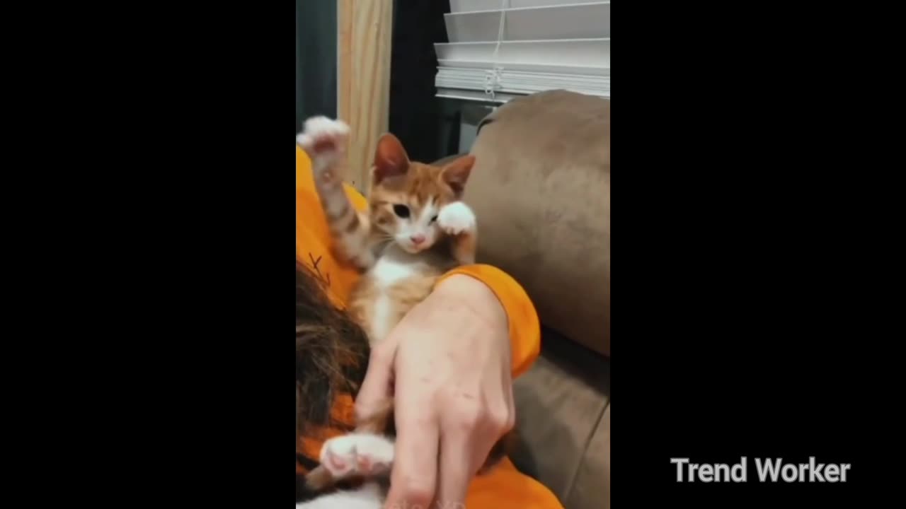Funny Cats Video | Trend Worker