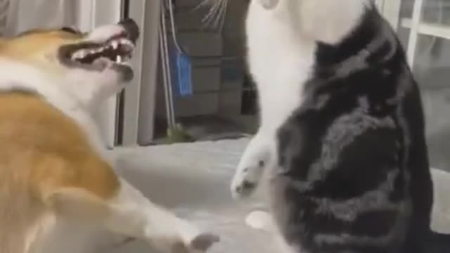 Funny Fighting Dog and Cat 2023