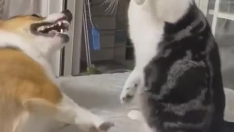 Funny Fighting Dog and Cat 2023