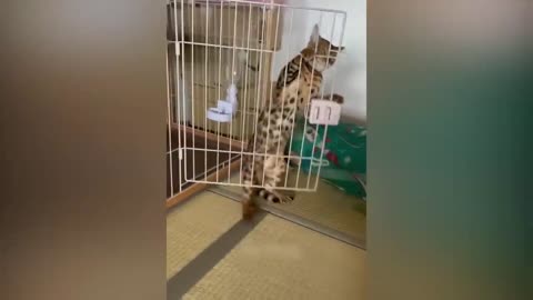 Funniest Animals 2023 😂 Funniest Cats and Dogs 😺🐶