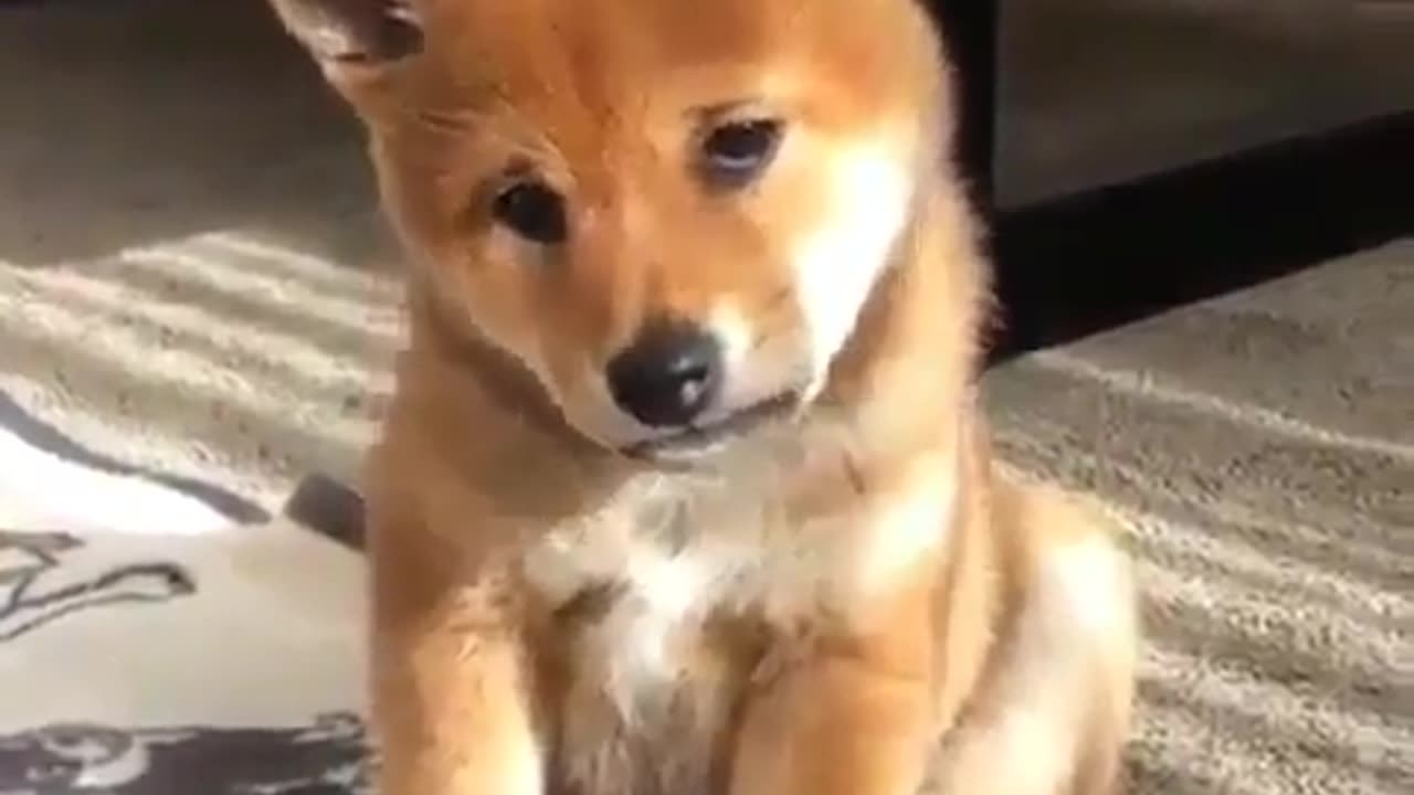 Funny animal videos|Cute animal videos |Funny dog&cat videos|Hilarious pet videos|Funny video