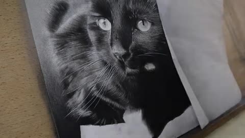 Drawing a Realistic Cat - Timelapse - Charcoal & Graphite