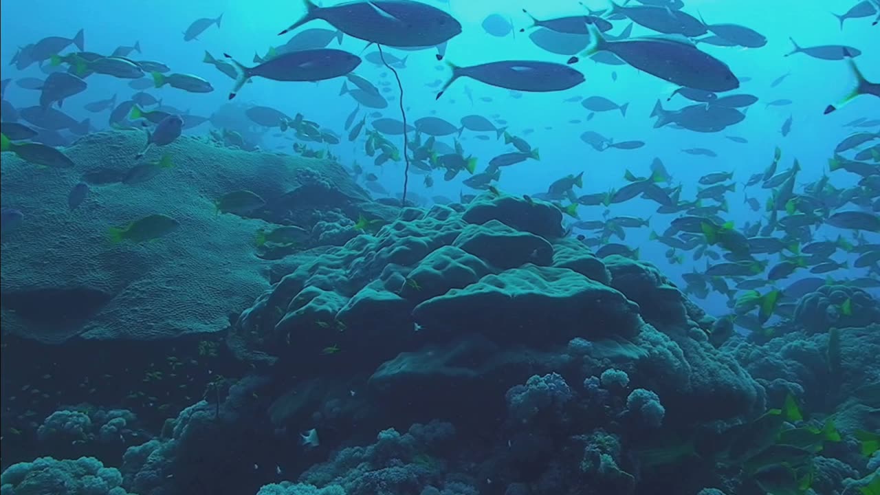 Mysterious creature in under water