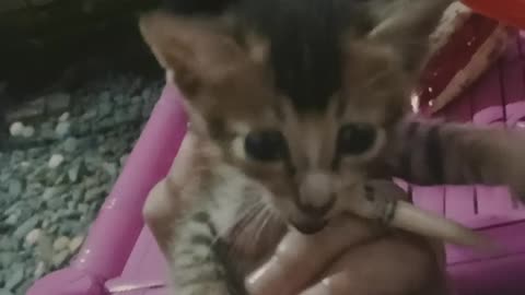 Kucing lucu