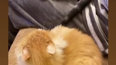 The cat bites its love tail