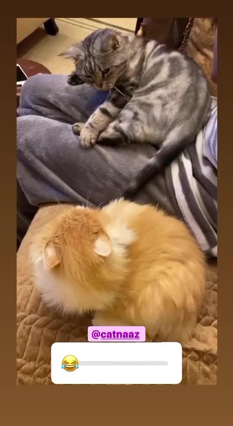 The cat bites its love tail