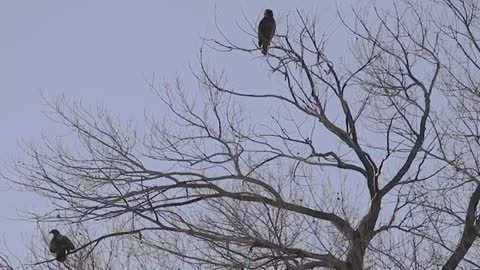 Majestic Bald Eagles USA