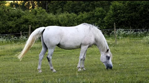 The Beautiful horse eating video video