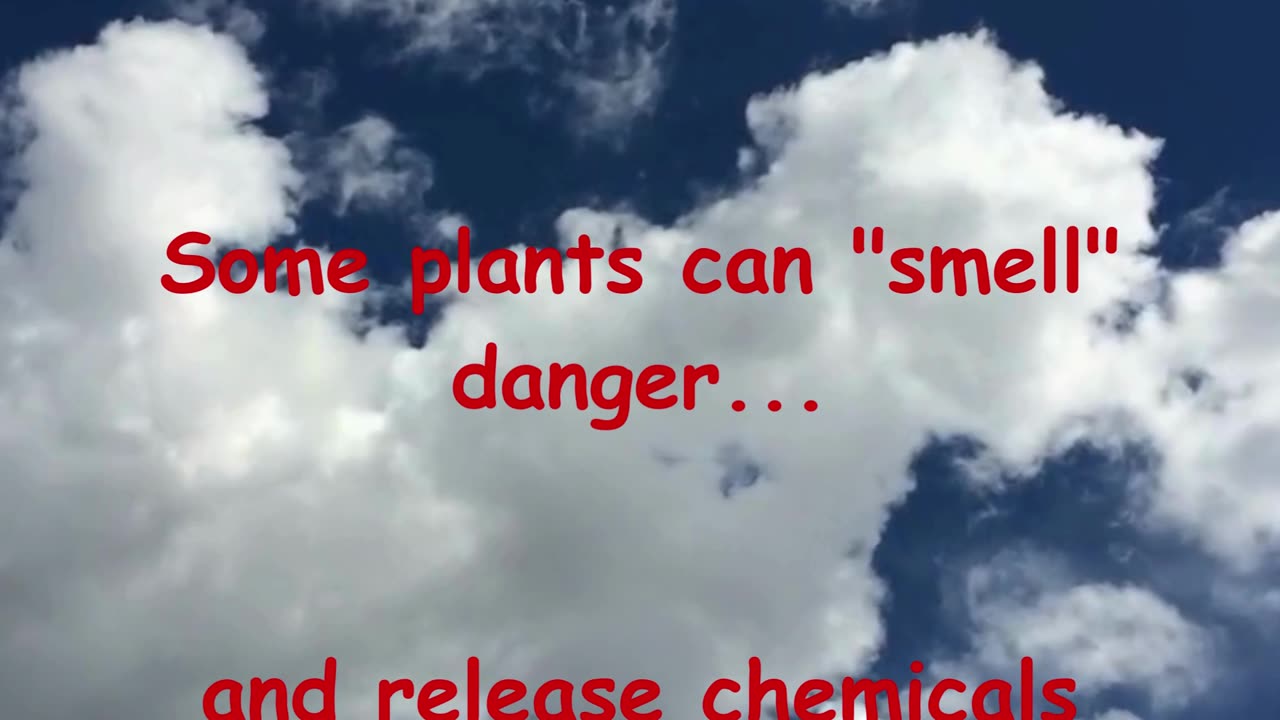Plants