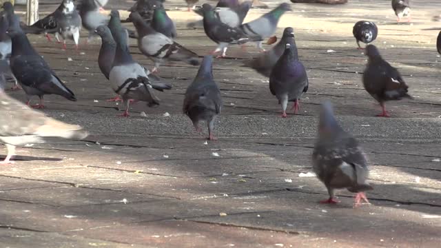 The most beautiful homing pigeon