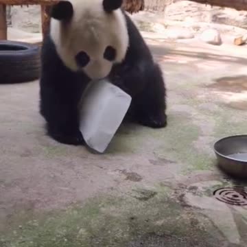 Giant Panda: Bingbing, play ~ 🐼