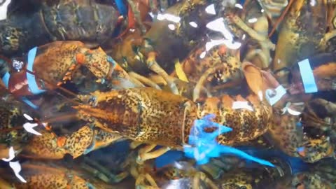 Take a look at these crayfish