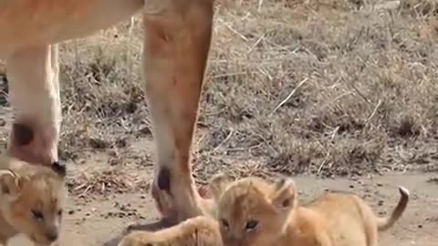 cute baby lion