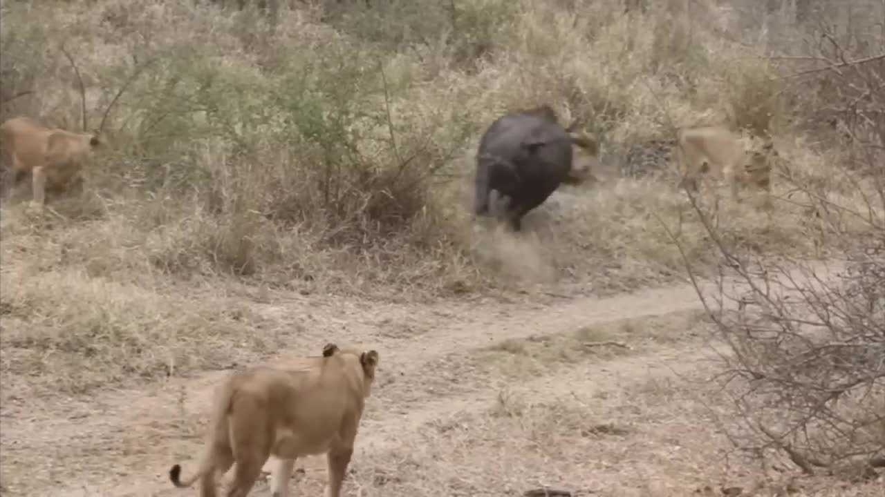 Lion vs Buffalo fight to Death | Wild Animals