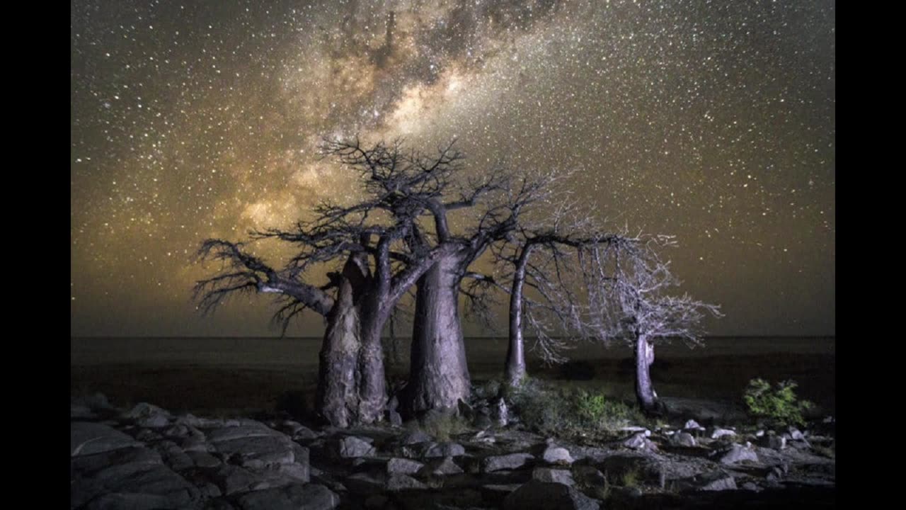 BAOBAB TREE OF LIFE