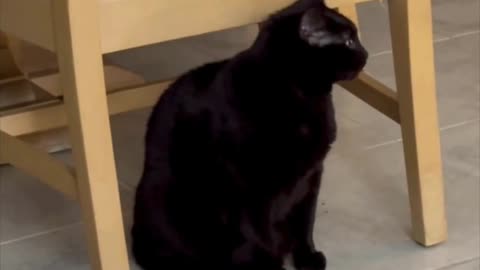 Cute Precious Piper Guards the Table and Chairs = Adopting a Cat from a Shelter Vlog #shorts