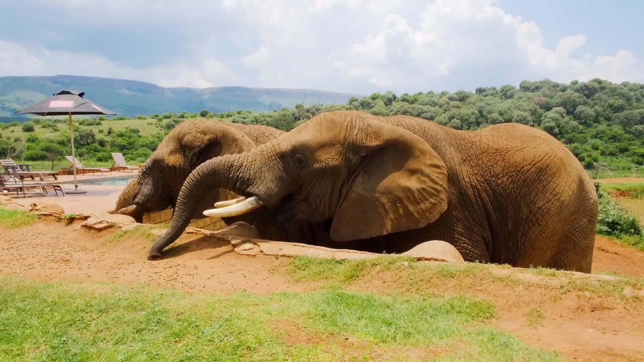 Elephants eating grains