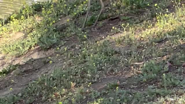 Bird Swallows Squirrel Whole