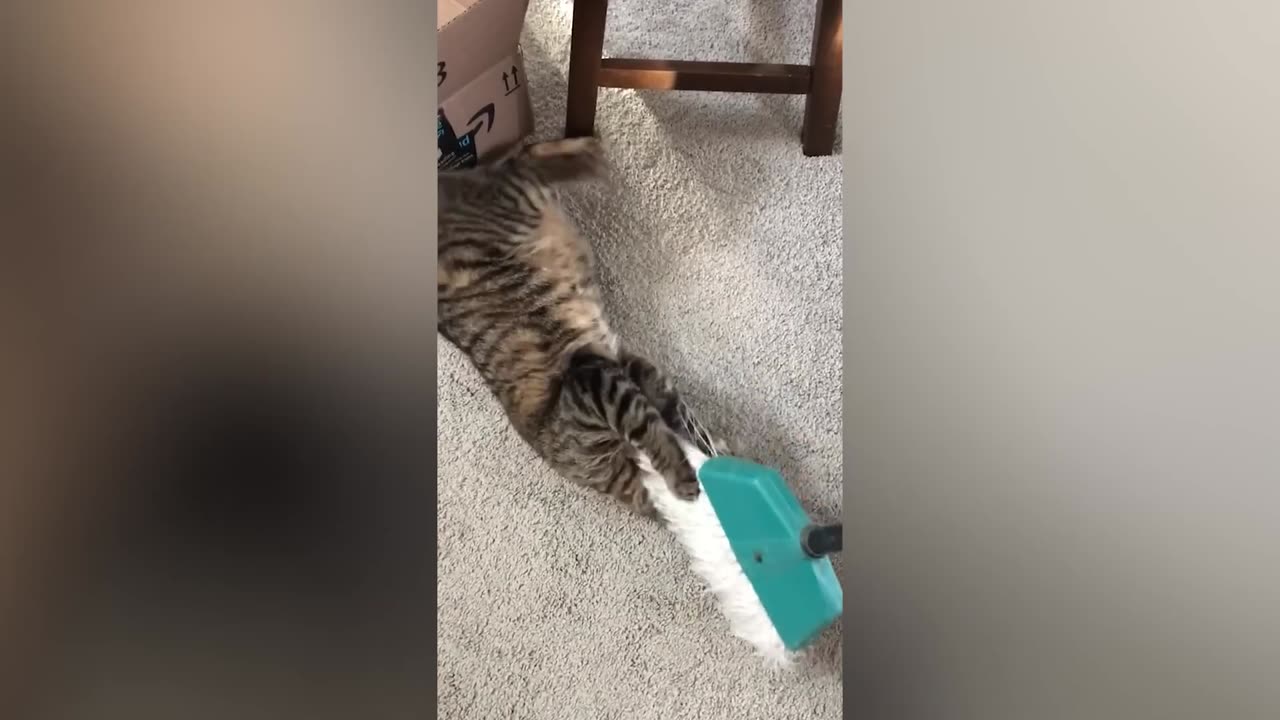 THE BEST CUTE AND FUNNY CAT VIDEOS !