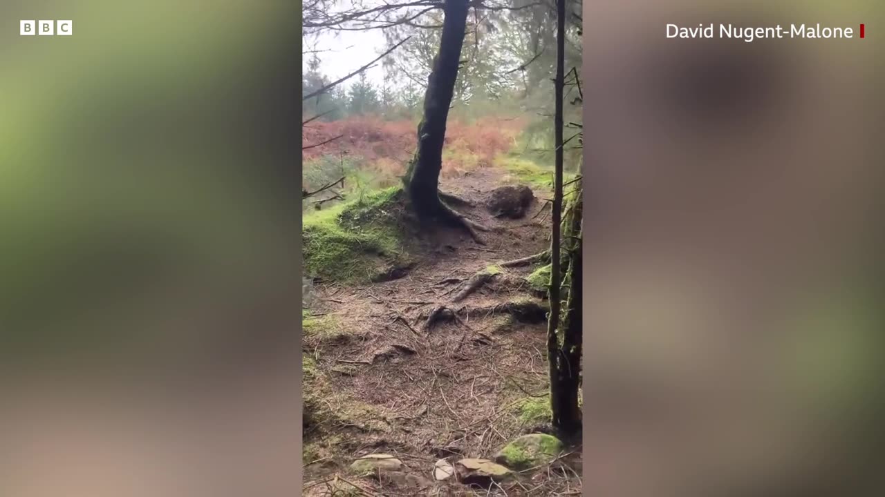 Dog walker films winds lifting forest floor during Storm Babet in Scotland