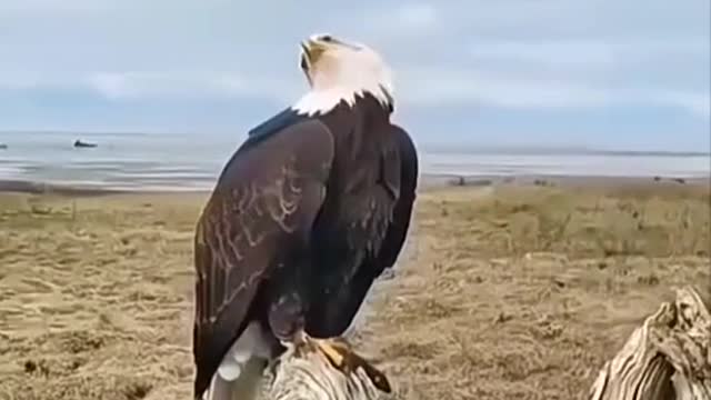 The eagle is a bird