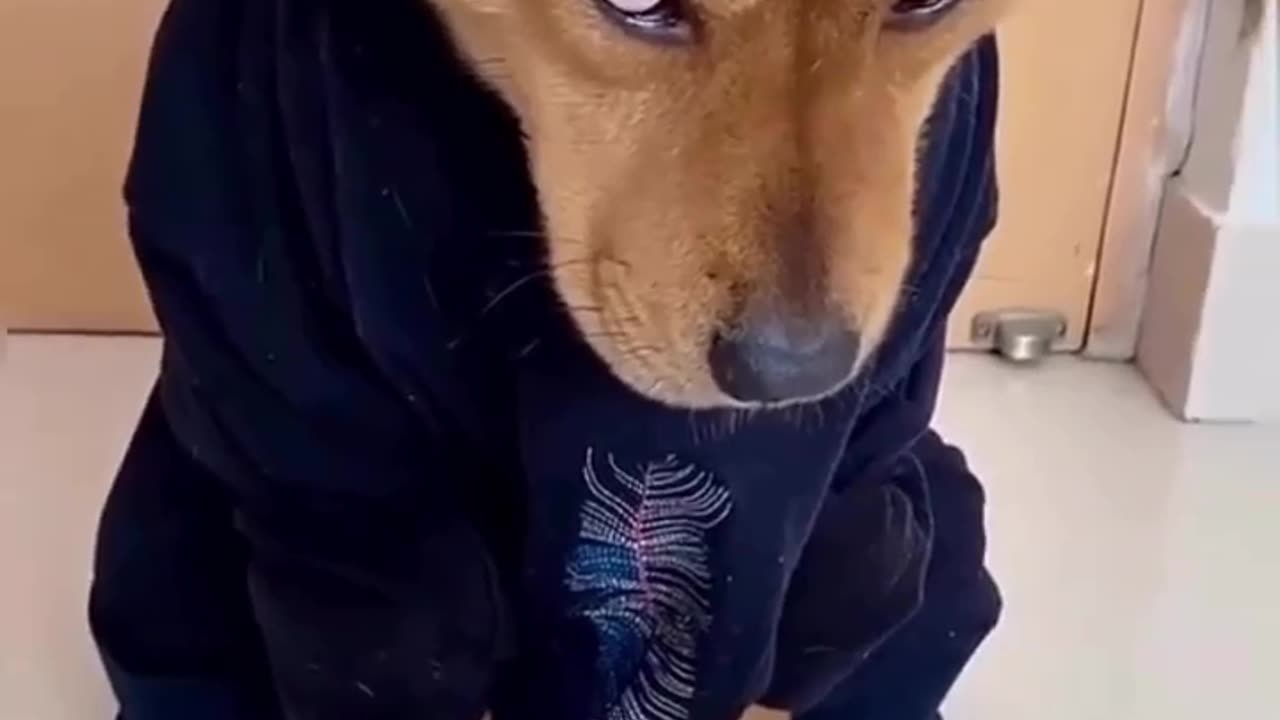 Drip Dog