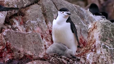 How krill fishery threatens Antarctic wildlife