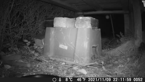 Entering the feeding box