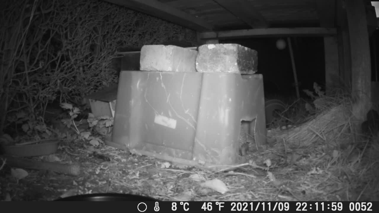 Entering the feeding box