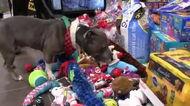 Sale a la luz el sufrimiento de los animales de un refugio con los regalos navideños que reciben