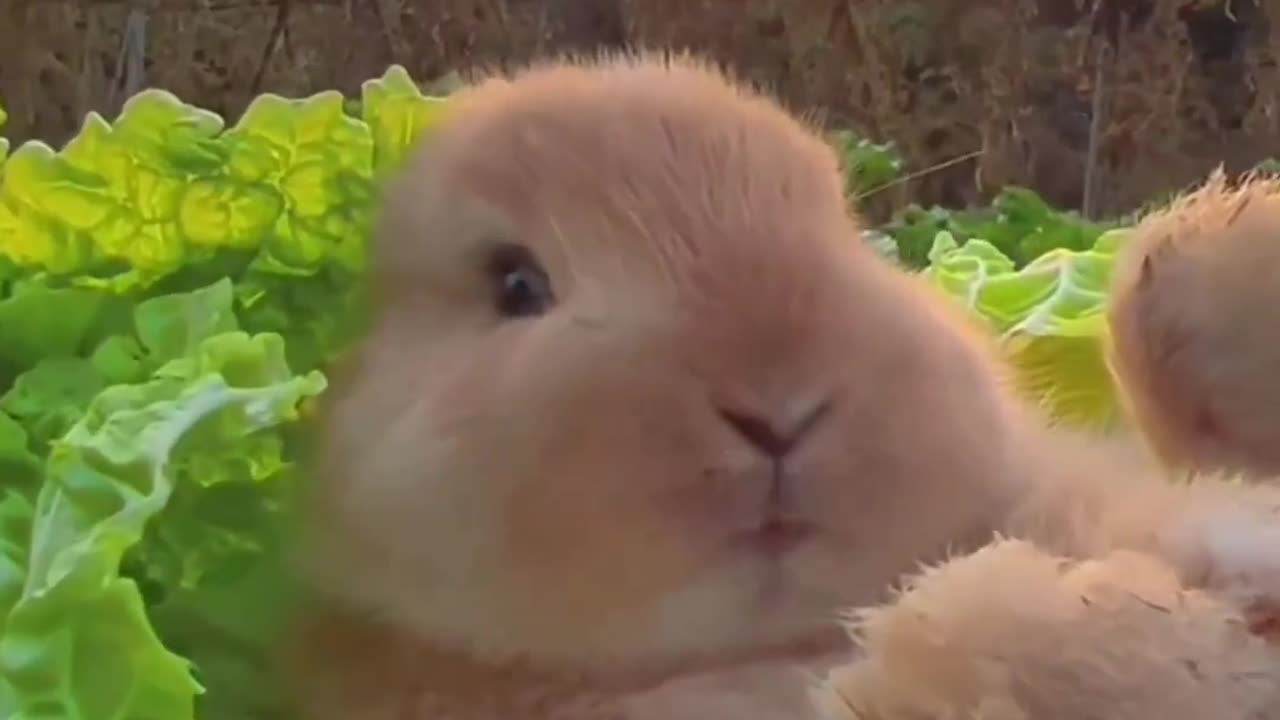 Funny video