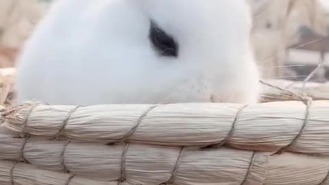 Baby bunny baby