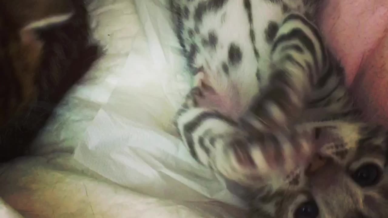 Cute little cats play on bed