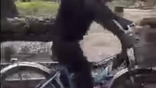 Monkey + Bicycle