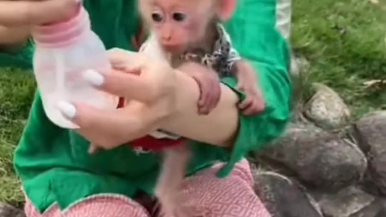 Funny animals🤣funny mankey