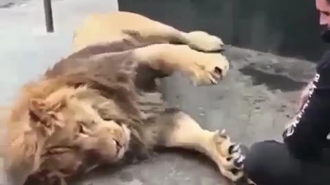 Lion