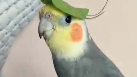 Bird singing